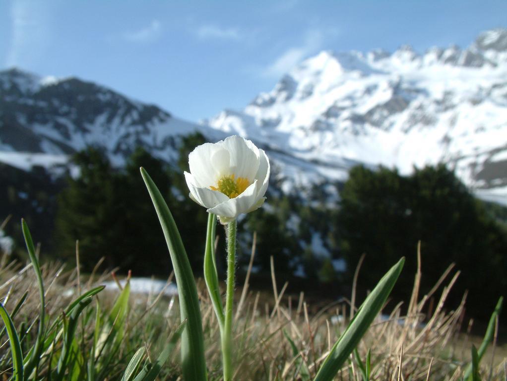 Agriturismo Raethia Isolaccia Eksteriør bilde