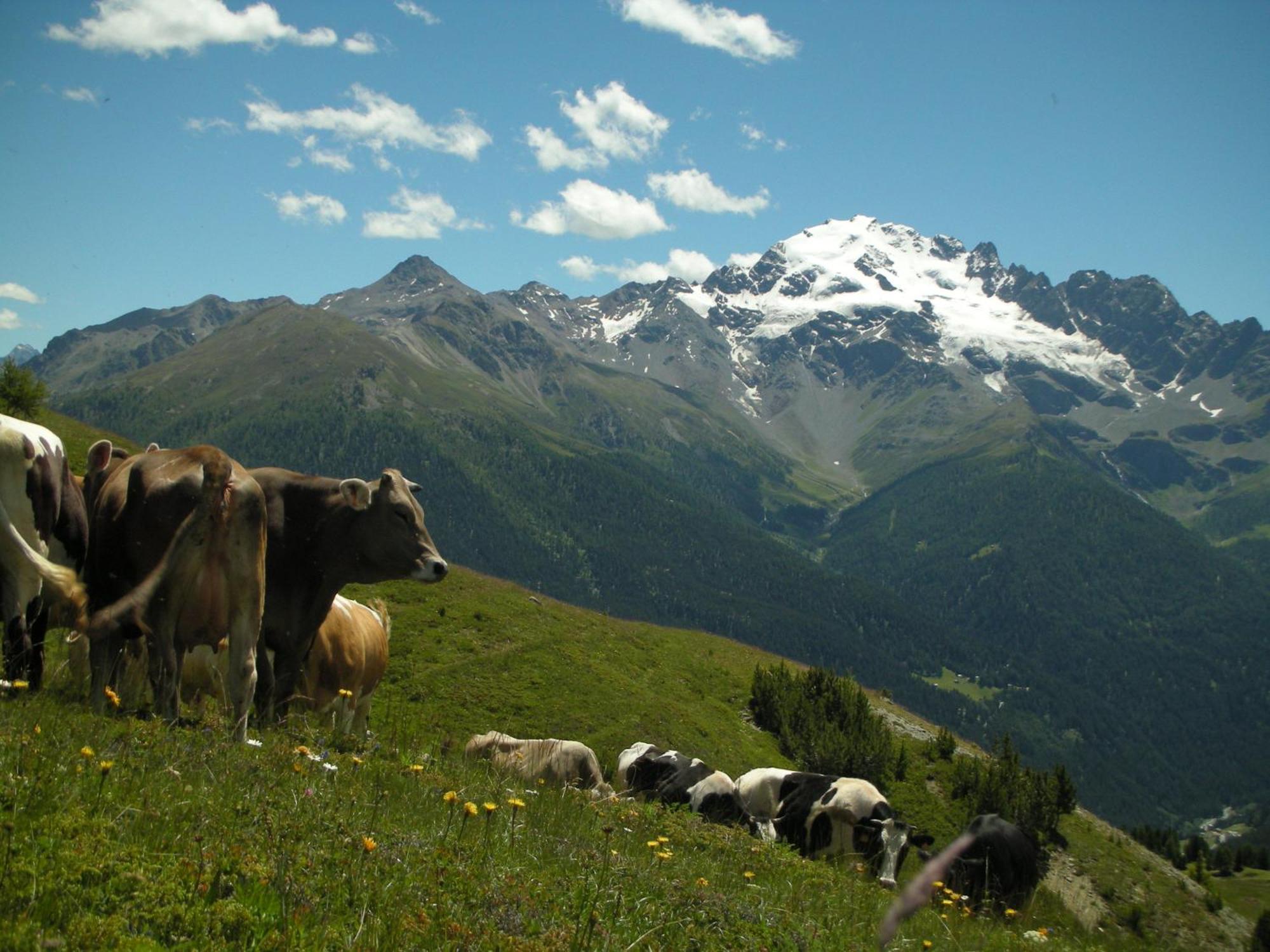 Agriturismo Raethia Isolaccia Eksteriør bilde