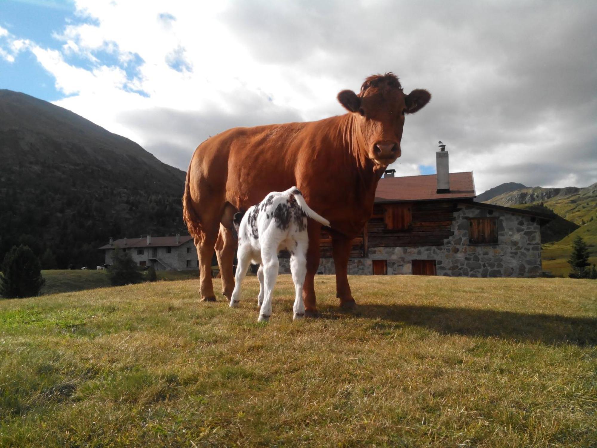 Agriturismo Raethia Isolaccia Eksteriør bilde