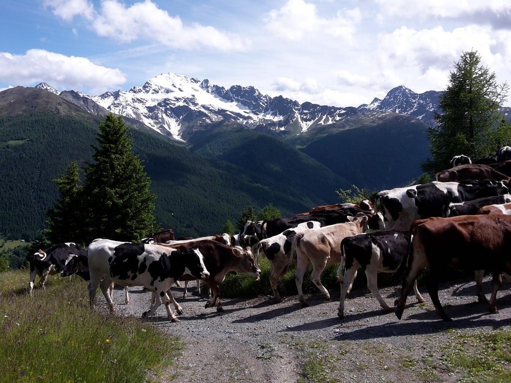 Agriturismo Raethia Isolaccia Eksteriør bilde