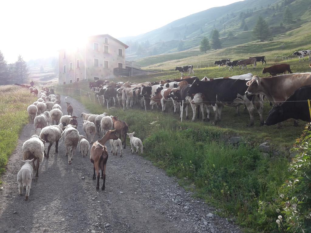 Agriturismo Raethia Isolaccia Eksteriør bilde