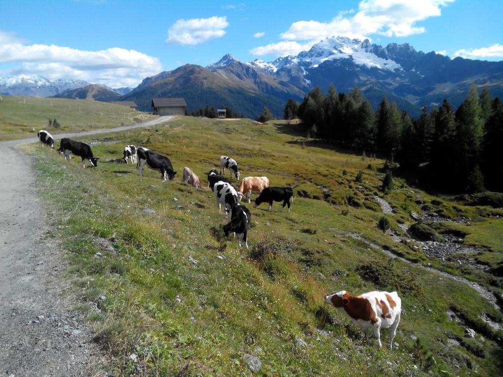 Agriturismo Raethia Isolaccia Eksteriør bilde